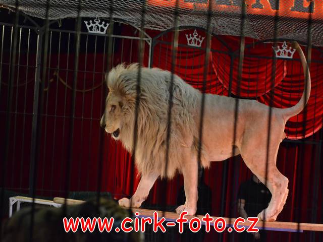 DSC_4511 (Kopírovat)