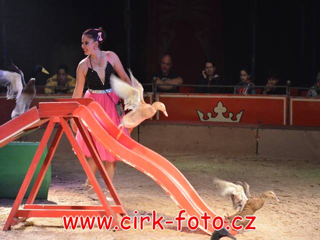 DSC_6460 (Kopírovat)
