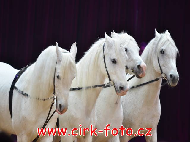 DSC_7306 (Kopírovat)