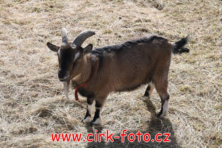 DSC_5171 (Kopírovat)