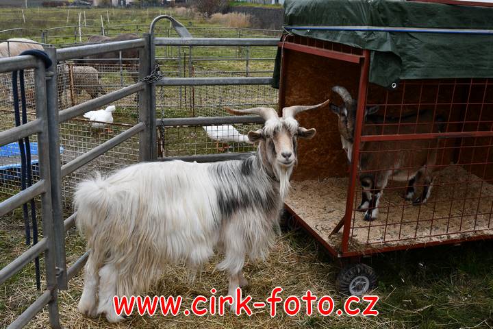 DSC_2396 (Kopírovat)