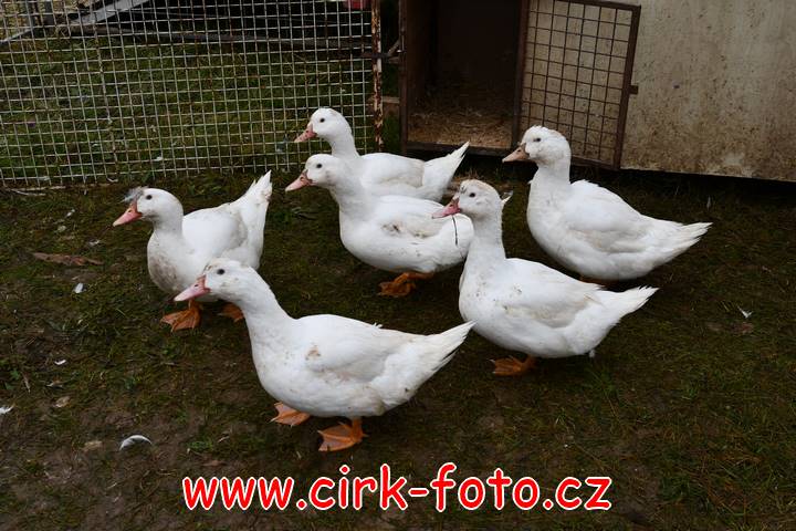 DSC_2397 (Kopírovat)