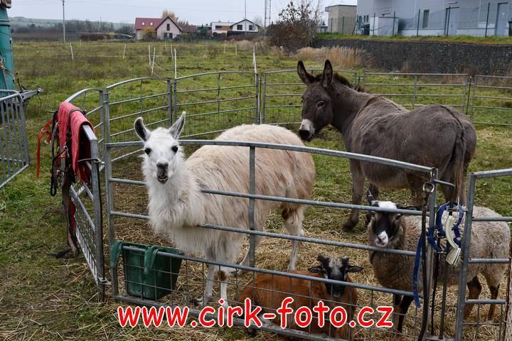 DSC_2398 (Kopírovat)