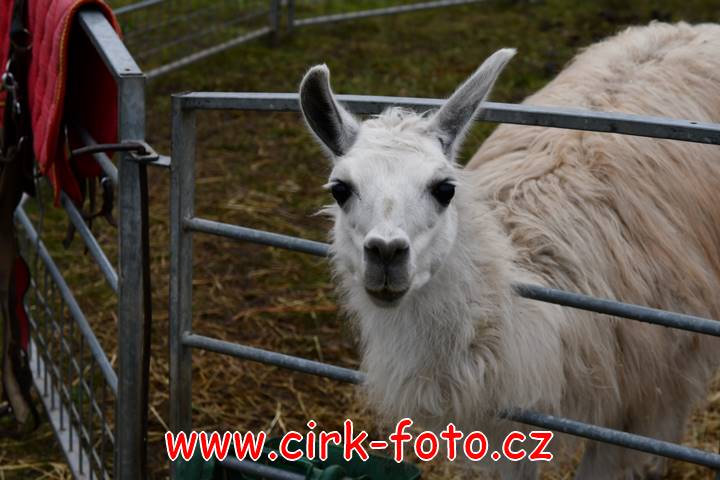 DSC_2399 (Kopírovat)