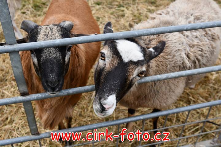 DSC_2400 (Kopírovat)