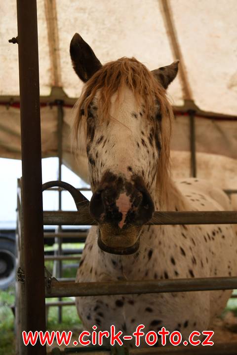 DSC_2403 (Kopírovat)