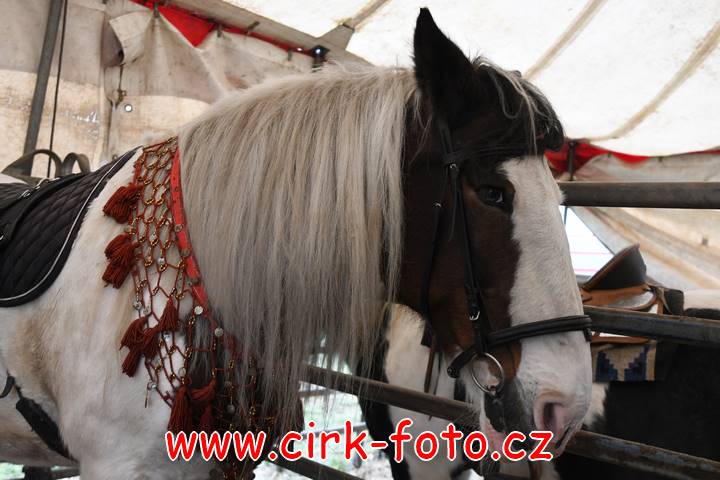 DSC_2405 (Kopírovat)