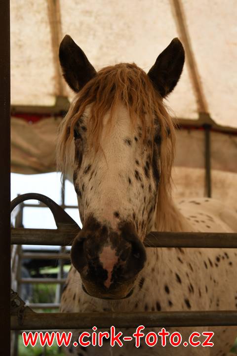 DSC_2406 (Kopírovat)