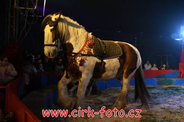 DSC_2584 (Kopírovat)