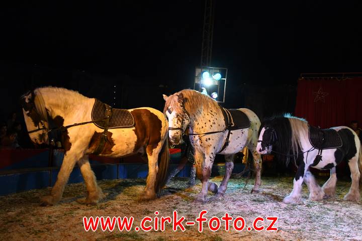 DSC_2847 (Kopírovat)