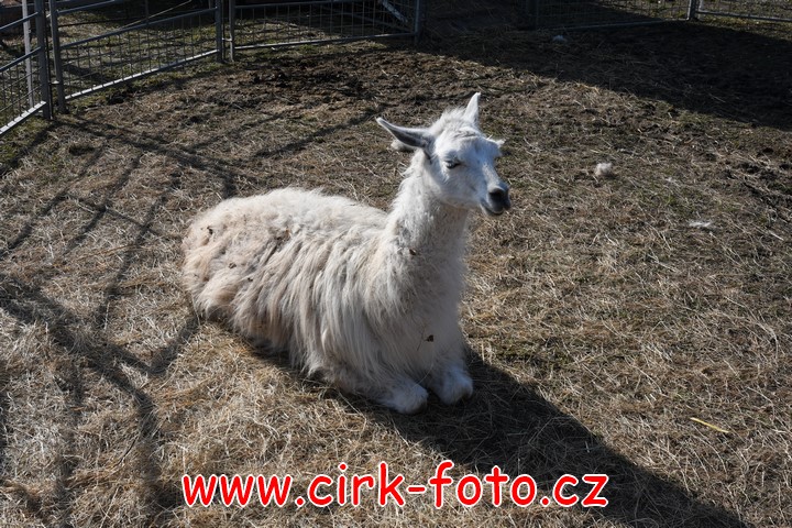 DSC_4748 (Kopírovat)