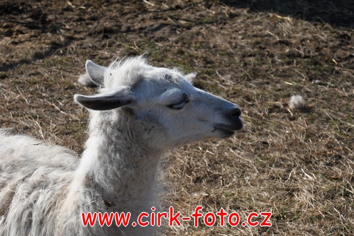 DSC_4749 (Kopírovat)