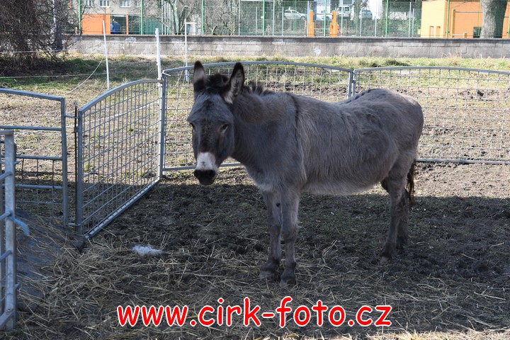 DSC_4751 (Kopírovat)