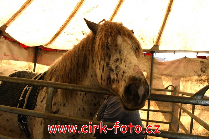 DSC_4762 (Kopírovat)