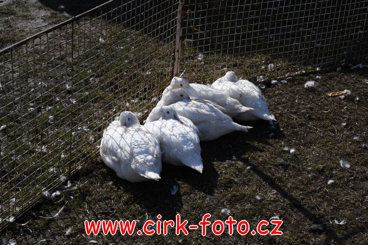 DSC_4767 (Kopírovat)