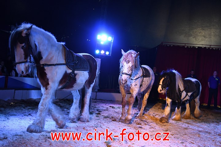 DSC_5198 (Kopírovat)