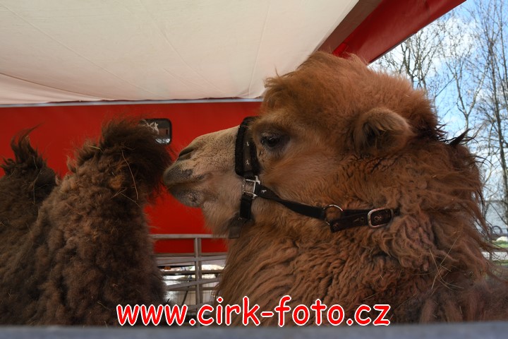 DSC_5472 (Kopírovat)