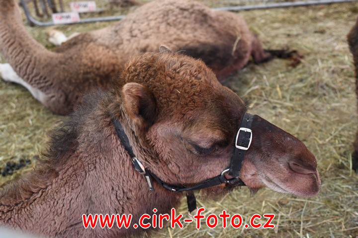 DSC_5473 (Kopírovat)