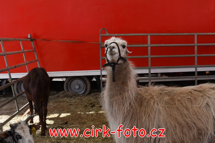 DSC_5474 (Kopírovat)