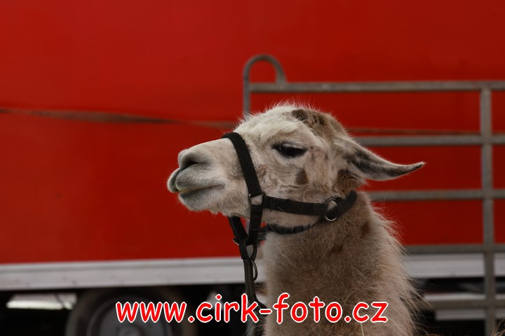 DSC_5475 (Kopírovat)