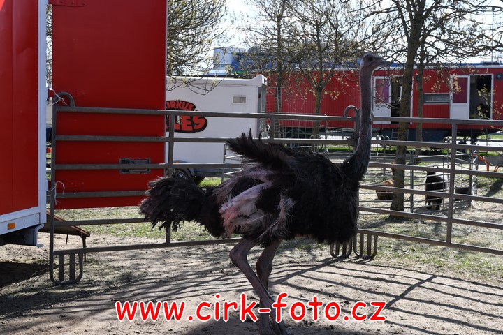 DSC_5478 (Kopírovat)