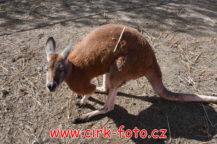 DSC_5483 (Kopírovat)