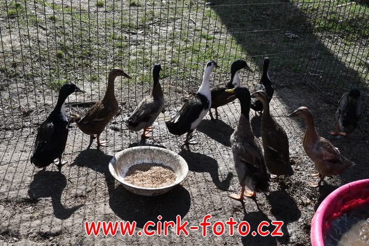 DSC_5489 (Kopírovat)