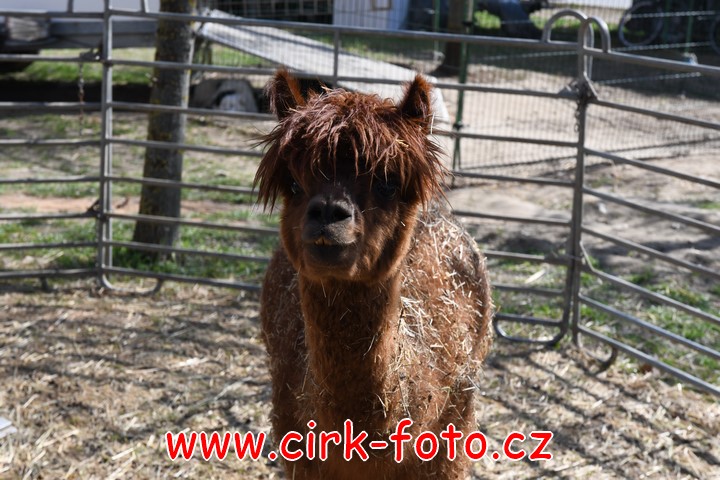 DSC_5490 (Kopírovat)