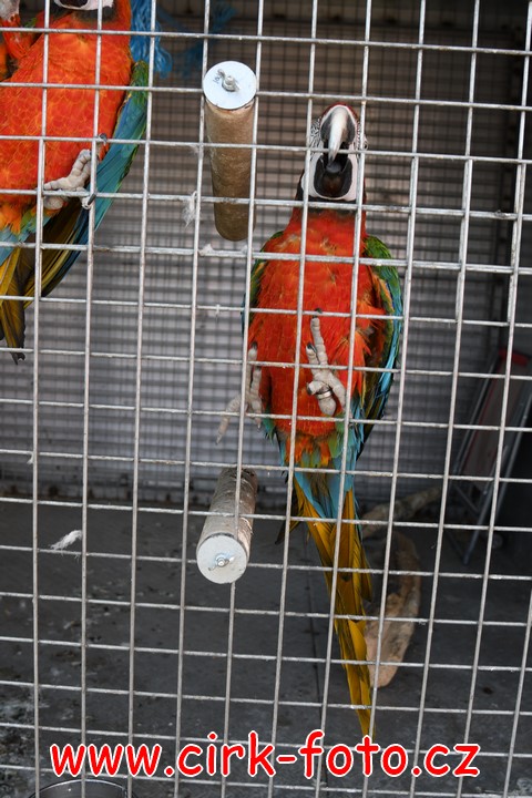 DSC_5502 (Kopírovat)