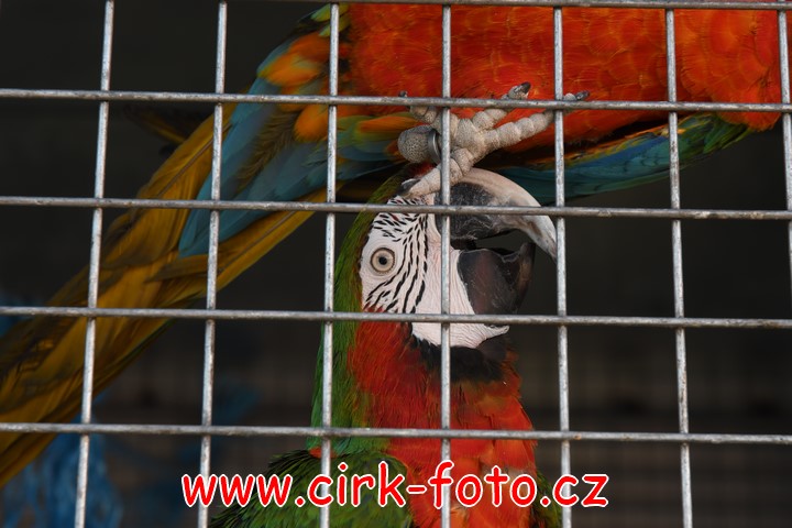 DSC_5504 (Kopírovat)