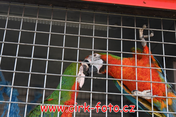 DSC_5506 (Kopírovat)