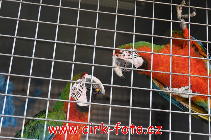 DSC_5508 (Kopírovat)