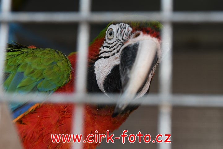 DSC_5512 (Kopírovat)