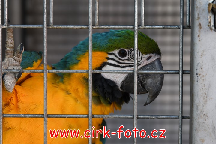 DSC_5520 (Kopírovat)