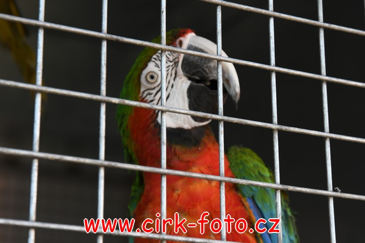 DSC_5521 (Kopírovat)