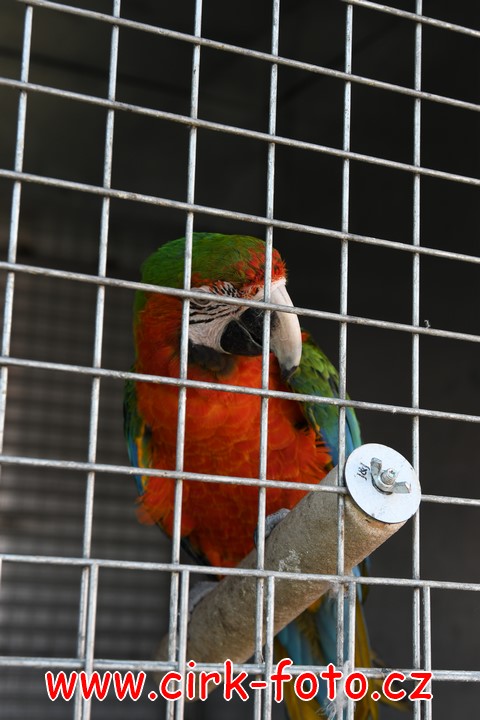 DSC_5522 (Kopírovat)