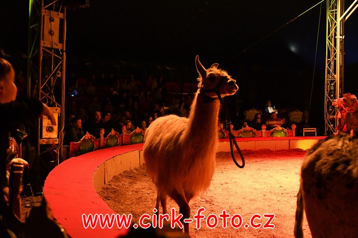 DSC_6067 (Kopírovat)