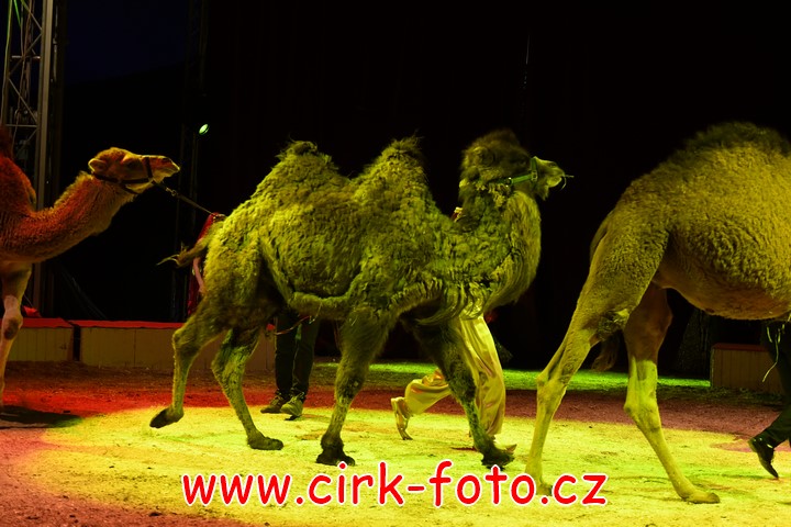 DSC_6072 (Kopírovat)