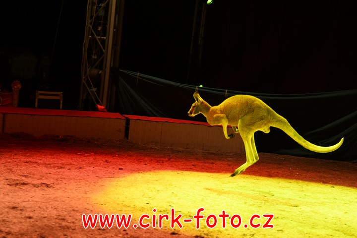 DSC_6078 (Kopírovat)