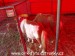 SAM_5153