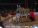 SAM_9249
