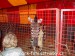 SAM_9298
