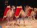 SAM_9851