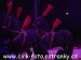 SAM_1204